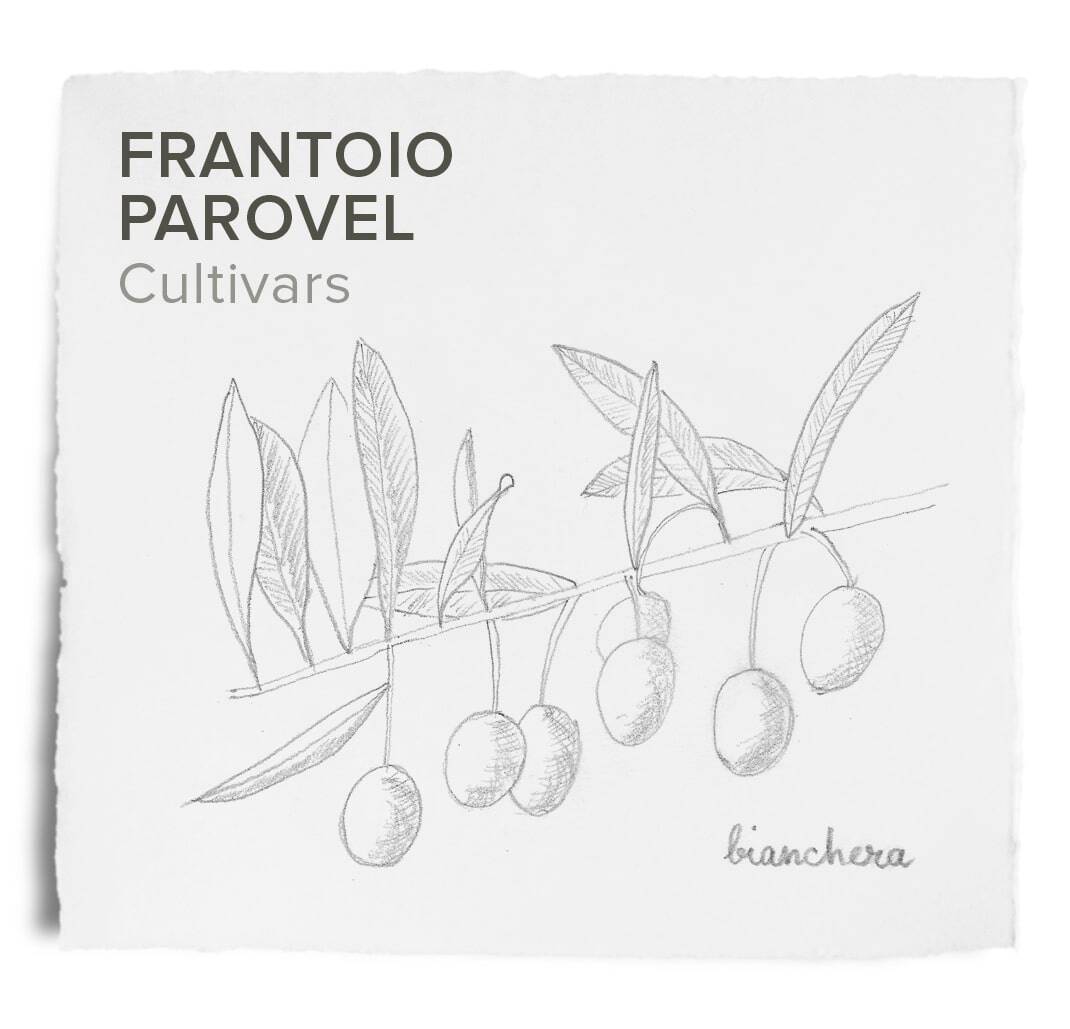 Parovel cultivars Frantoi