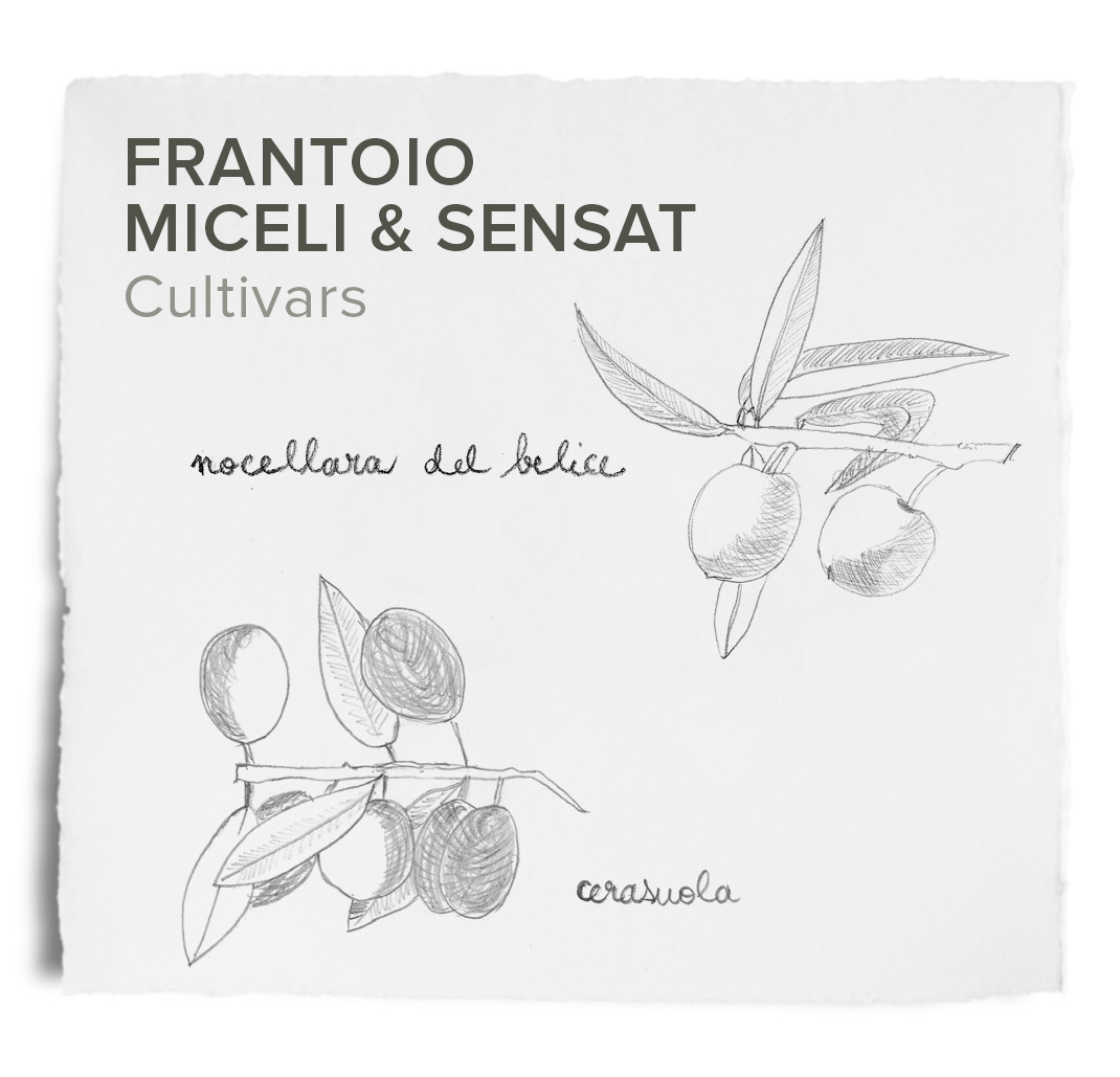 Cultivars_FrantoioMiceliSensat